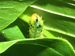 Psara obscuralis