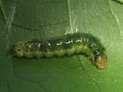 Psara obscuralis