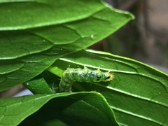 Psara obscuralis