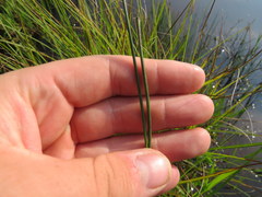 Juncus subcaudatus