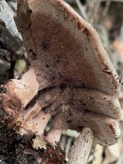 Hydnellum scrobiculatum