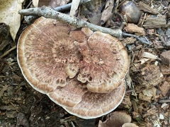 Hydnellum scrobiculatum