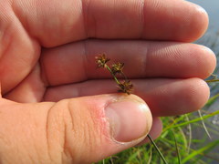 Juncus subcaudatus