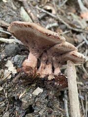 Hydnellum scrobiculatum