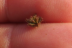 Juncus subcaudatus