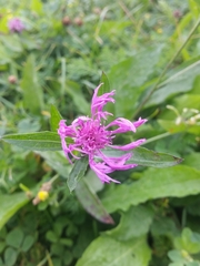 Centaurea jacea