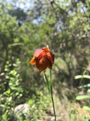 Calochortus marcellae
