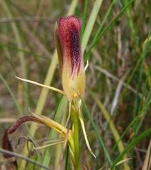 Cryptostylis hunteriana