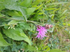 Centaurea jacea