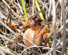 Neosparassus patellatus