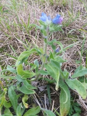 Echium vulgare