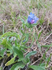 Echium vulgare