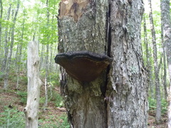 Phellinus alni