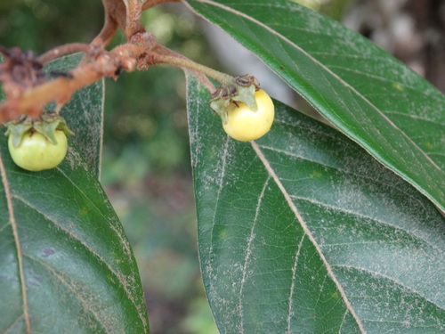 Byrsonima crassifolia - Flowers