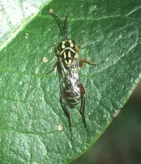 Lymeon orbus