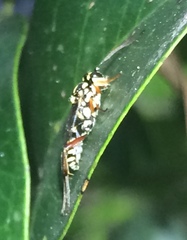 Lymeon orbus
