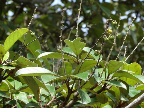 Byrsonima crassifolia - Whole tree