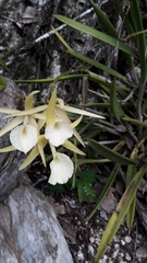 Brassavola