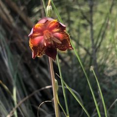 Calochortus marcellae