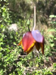 Calochortus marcellae