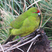 Reischek's Parakeet - Photo (c) Phil Bendle, some rights reserved (CC BY-NC), uploaded by Phil Bendle