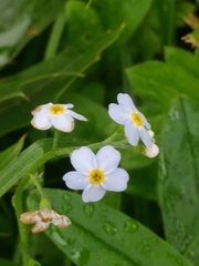Myosotis scorpioides