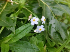 Myosotis scorpioides