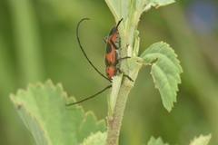 Tylosis maculatus
