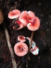 Russula persanguinea