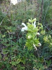 Salvia scabiosifolia