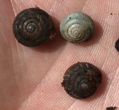 Euchemotrema fraternum