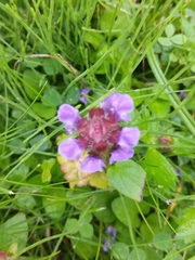 Prunella vulgaris