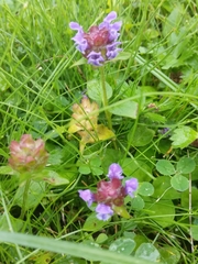 Prunella vulgaris