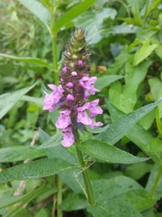 Stachys palustris