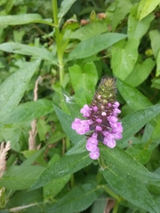 Stachys palustris