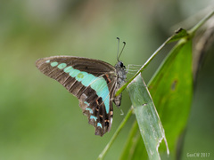 Graphium sarpedon luctatius