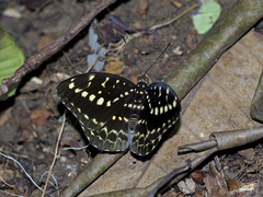 Lexias canescens pardalina