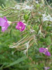 Epilobium hirsutum