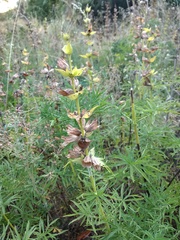 Salvia scabiosifolia