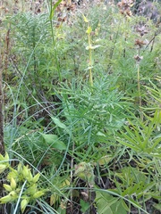 Salvia scabiosifolia