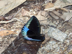 Lexias dirtea merguia