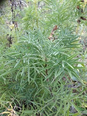 Salvia scabiosifolia