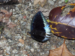 Lexias pardalis dirteana