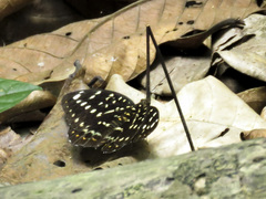 Lexias pardalis dirteana