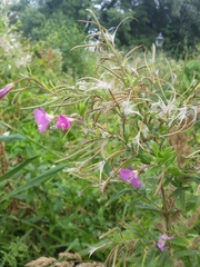 Epilobium hirsutum