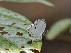 Neopithecops zalmora