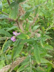 Epilobium hirsutum