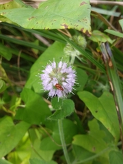 Mentha aquatica