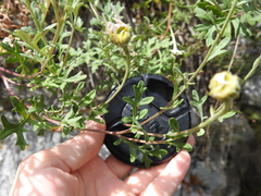 Chrysanthemum sinuatum