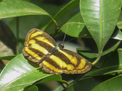 Lasippa heliodore dorelia